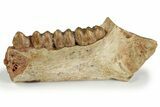 Fossil Early Ungulate Jaw - France #218474-1